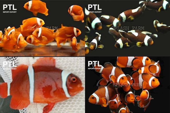 PTLMC80100 AMPHIPRION PESCI PAGLIACCIO MIX